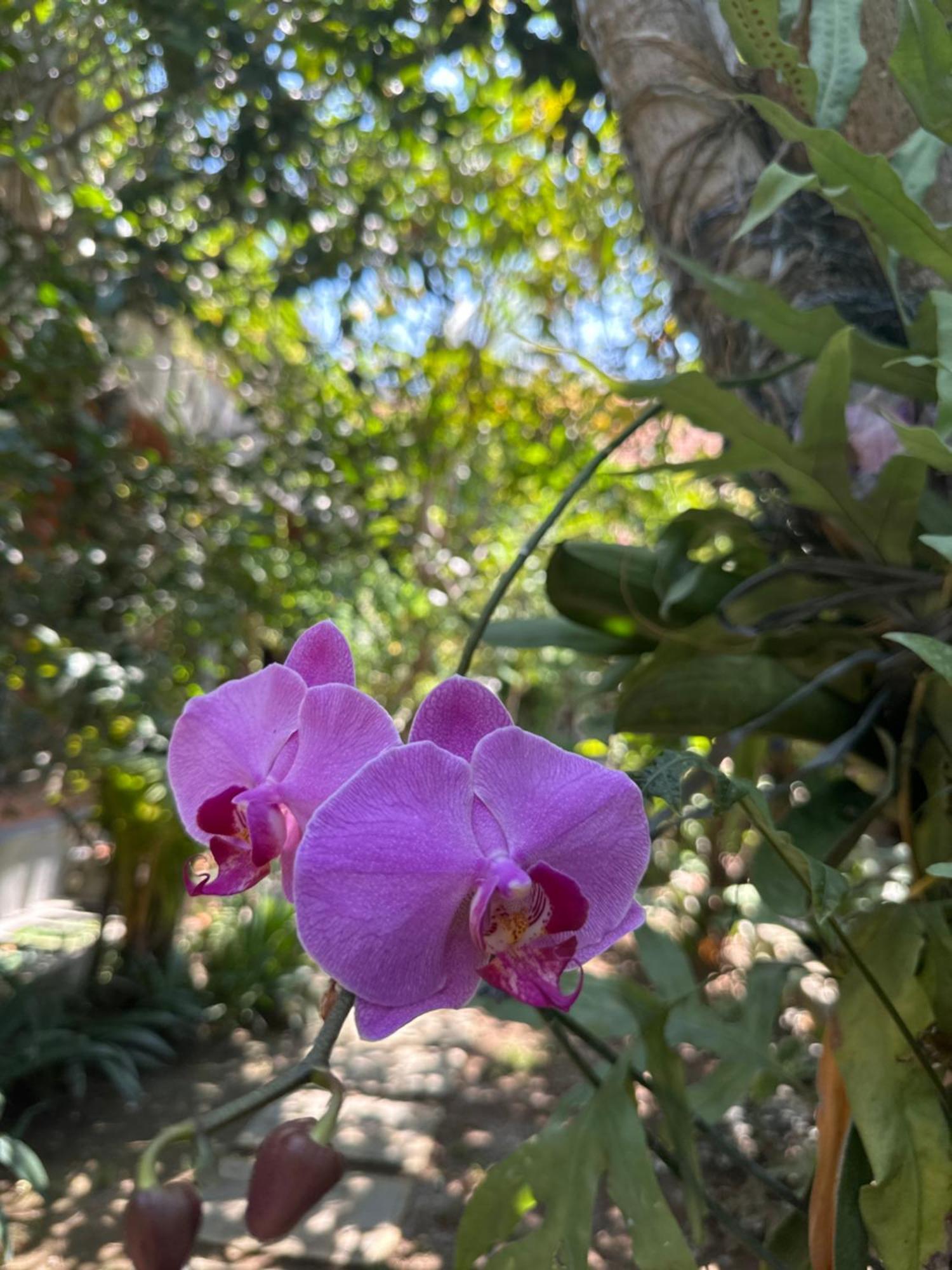 Sanur Diuma Residence Yoga Meditation Retreat And Healing Center מראה חיצוני תמונה