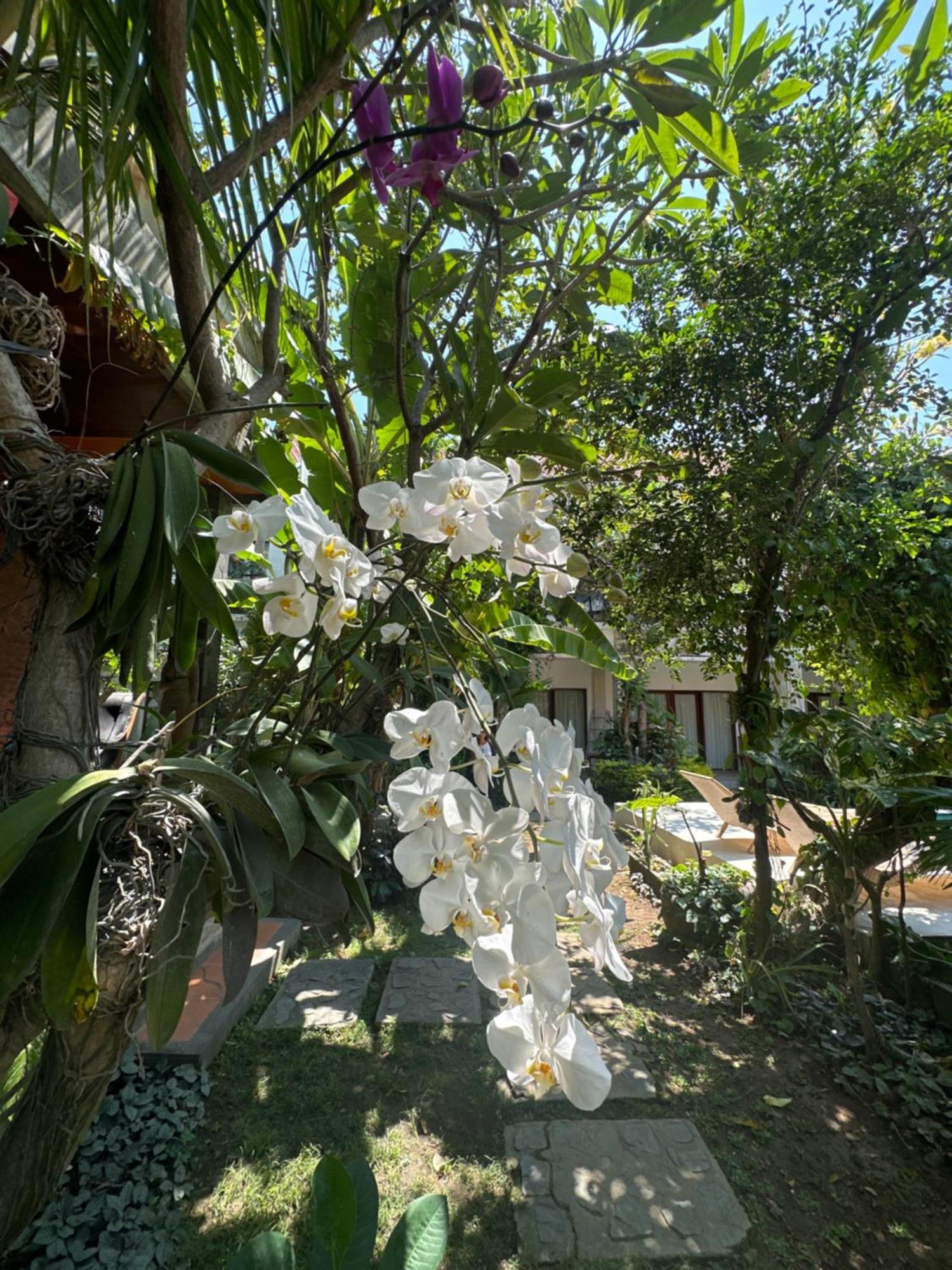 Sanur Diuma Residence Yoga Meditation Retreat And Healing Center מראה חיצוני תמונה